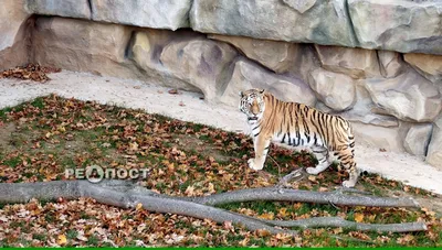 Лицом к спине с тигром: краснокнижный хищник ошарашил людей своим  появлением на севере Хабаровского края - KP.RU