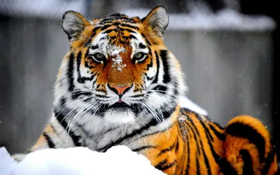 Тигры и львы | Kyiv