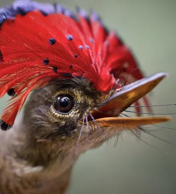 Самые необычные птицы планеты | Пикабу