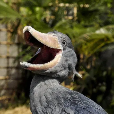 Самые необычные птицы мира ТОП-5 | МанкиБлог | Дзен