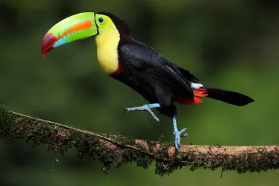 Самые красивые птицы мира, которые радуют взор - My Blog