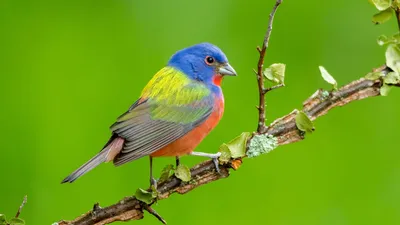 Самые красивые птицы мира | Пикабу
