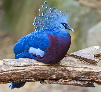 Очень редкие птицы мира - картинки и фото poknok.art