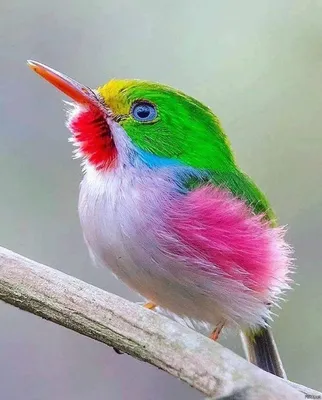 Самые красивые птицы в мире - YouTube