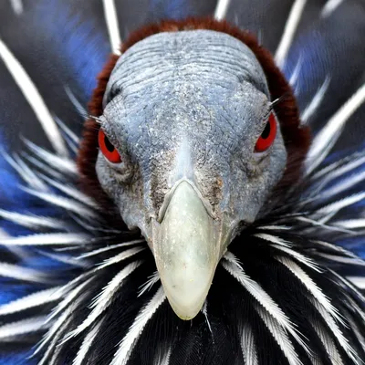 ТОП 25 самых редких видов птиц в мире - названия, характеристика и фото —  Природа Мира