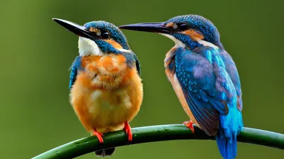 Редкие птицы мира - красивые фото