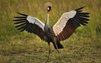Самые необычные птицы в мире - 73 фото
