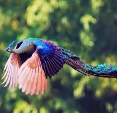 Павлин | Павлины – это самые красивые и крупные птицы в мире… | Flickr