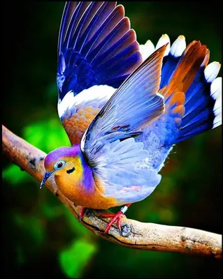Самые красивые птицы мира