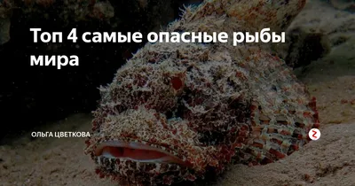 Самые опасные рыбы Таиланда