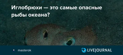 Самые опасные рыбы в мире – список, чем опасны, названия, где водятся, фото  и видео - Научно-популярный журнал: «Как и Почему»