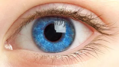 Самые редкие цвета глаз в мире | Подборки ФАКТ | Дзен