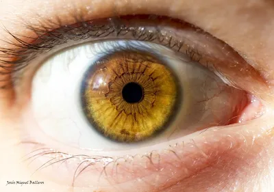 какие самые редкие цвета глаз у людей? | Планета Земля | Дзен