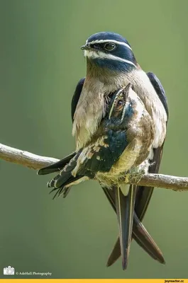 Самые смешные птицы Потоо (исполинские козодои) | Пикабу