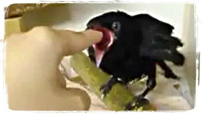 Самые смешные птицы Потоо (исполинские козодои) | Пикабу