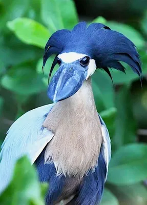 🦆Кряквы – наверное, самые очаровательные и смешные птицы остафьевского  парка. Невозможно остаться равнодушными, видя, как они ныряют в… | Instagram