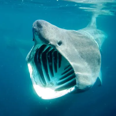Basking shark, Pictures of sea creatures, Scary animals
