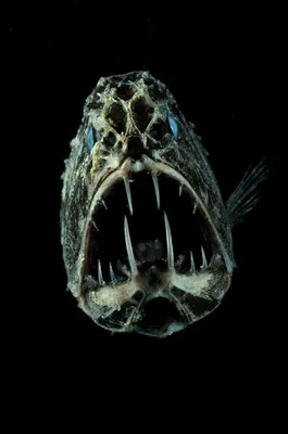 5 Самых Жутких Глубоководных Рыб в Мире 2 часть - YouTube