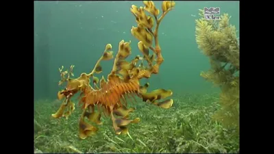 Глубоководные рыбы монстры - 69 фото