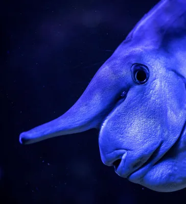 Самые страшные рыбы нашей планеты - Hi-News.ru