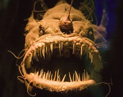 Самые страшные морские существа » uCrazy.ru - Источник Хорошего Настроения