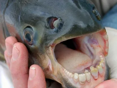 Топ-10 самых причудливых рыб мирового океана ᐈ Параграф online.zakon.kz