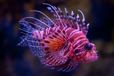 Самые красивые рыбы в мире ( + много ФОТО ) | Fish tank themes, Beautiful  tropical fish, Beautiful sea creatures
