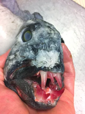 Самые Опасные Рыбы Мутанты, Которых Выловили из Рек - YouTube