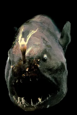 Кто проживает на дне океана: 7 самых страшных подводных монстров - Экспресс  газета