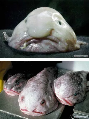 Топ-10 самых страшных рыб в мире — RibnyDom.Ru