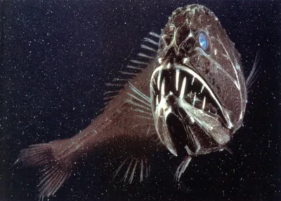 Топ-10 самых страшных рыб в мире ( Фото + описание)