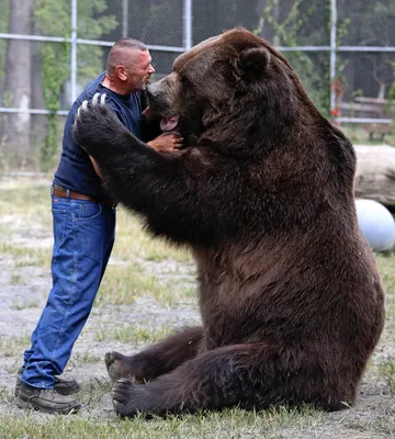 Самый большой бурый медведь фото фото