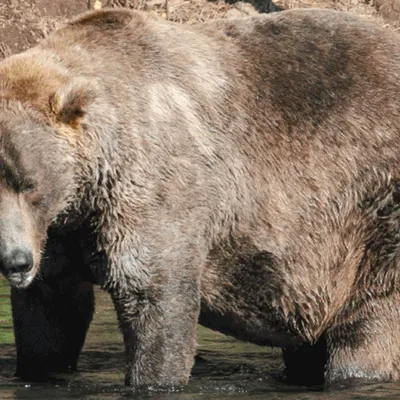 Кавказский бурый медведь — Животные Краснодарского края