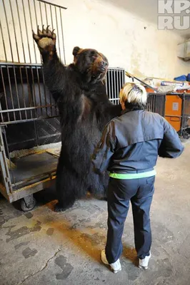 В Омск приехал самый большой медведь в мире - KP.RU
