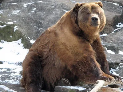 Самый толстый медведь обошел конкурентов благодаря уникальной технике ловли  рыбы: Звери: Из жизни: Lenta.ru