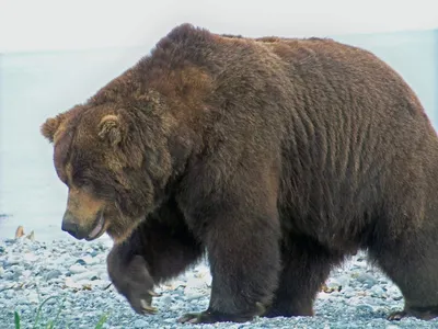 Arctos Ursus Бурый медведь самый большой хищник в Европе Стоковое  Изображение - изображение насчитывающей убийца, озеро: 107370653