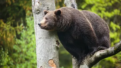 Arctos Ursus Бурый медведь самый большой хищник в Европе Стоковое  Изображение - изображение насчитывающей утро, озеро: 107371079