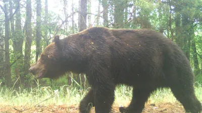 Arctos Ursus Бурый медведь самый большой хищник в Европе Стоковое Фото -  изображение насчитывающей северный, европейско: 107370924