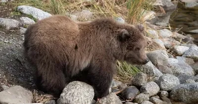 На Ямале открывается охота на бурого медведя