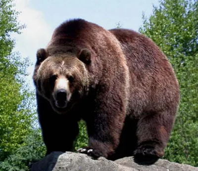 Бурый медведь | Russian Geographical Society