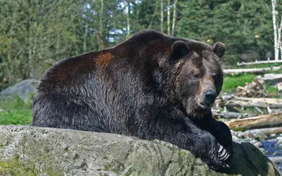 Конкурсы : Твой Незабываемый Трофей : Бурый медведь (Камчатка) : фото 16324