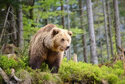 Медведи Камчатки - экскурсии и туры с BigFootTrip