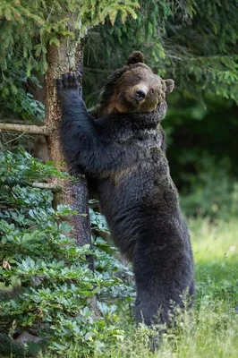 коричневый медведь - самый большой хищник в Европе Стоковое Фото -  изображение насчитывающей конец, тайга: 254945658
