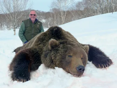 Самый большой медведь в мире живет в США #медведи #животные #рекорды #... |  TikTok