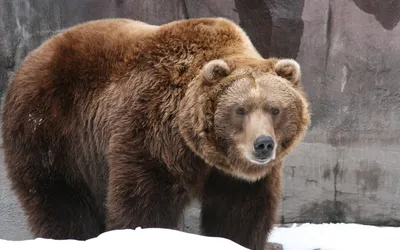 Бурый медведь | Лесомания Вики | Fandom