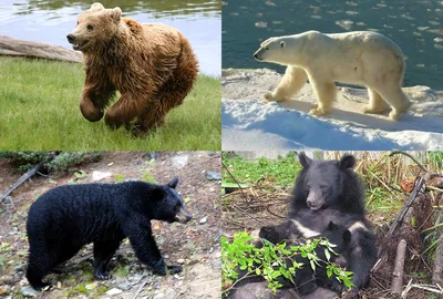 Бурый медведь против белого медведя. Кто сильнее белый медведь или бурый  медведь? - YouTube