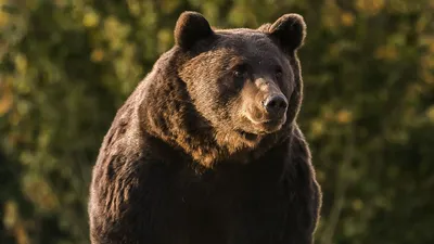 На конкурсе «Неделя толстого медведя» случился скандал с подсчетом голосов:  Люди: Из жизни: Lenta.ru