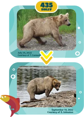 Самый толстый мишка: посмотрите на самых крупных медведей Аляски