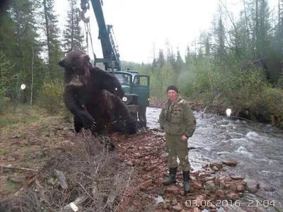 Медвегодзилла\": фото убитого \"медведя-людоеда\" весом в тонну шокировало  Сеть - TOPNews.RU