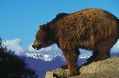 Огромные звери: ТОП-5 самых больших медведей добытых охотниками | В когтях  у хищника | Дзен